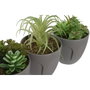 DKD Home Decor Surtido de 3 Plantas Decorativas Gris y Verde