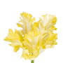 Flor Tulipán Amarillo Tejido Decoración 63 cm (Set de 12)
