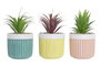 DKD Home Decor Planta Boho Verde Amarillo Coral 10 x 18 x 10 cm