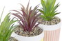 DKD Home Decor Planta Boho Verde Amarillo Coral 10 x 18 x 10 cm