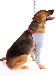 PETMED Protector de Extremidad Anterior Dry Confort T4