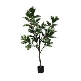 Ixia Planta Magnolia Verde-Blanco 150 cm