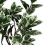 Ixia Planta Magnolia Verde-Blanco 150 cm