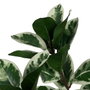 Ixia Planta Magnolia Verde-Blanco 150 cm