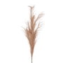 Ixia Rama de Junco Marrón Artificial Decoración 12 x 12 x 110 cm