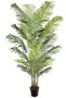 DKD Home Decor Planta Areca Verde 100x100x250 cm