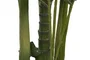 DKD Home Decor Planta Areca Verde 100x100x250 cm