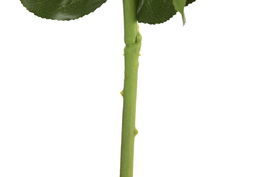 DKD Home Decor Flor Blanco 12 Unidades 15 x 66 x 15 cm