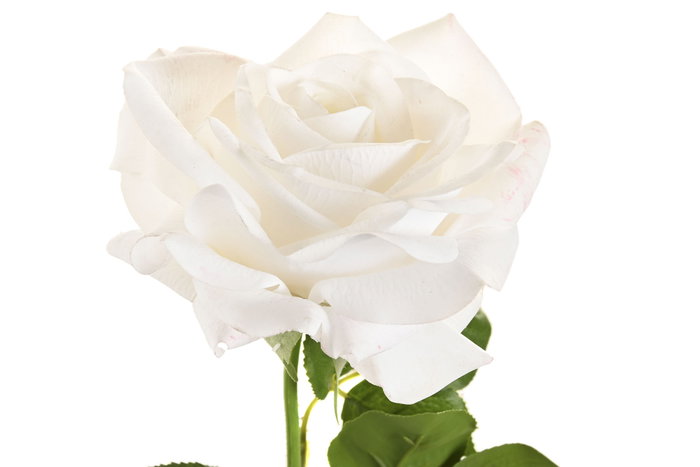 DKD Home Decor Flor Blanco 12 Unidades 15 x 66 x 15 cm