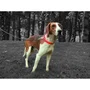 Aime Collar de caza YAGO Naranja Fluo