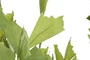 DKD Home Decor Planta Verde 90 x 70 x 250 cm (2 Unidades)