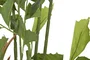 DKD Home Decor Planta Verde 90 x 70 x 250 cm (2 Unidades)