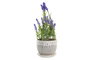 DKD Home Decor Planta de Lavanda en Cerámica y PE Surtido de 2