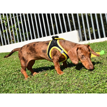 Nayeco Arnés X-Trm Neo Negro Talla S para Perros de 40-45 cm con Tejido Transpirable y Reflectante