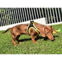 Nayeco Arnés X-Trm Neo Negro Talla S para Perros de 40-45 cm con Tejido Transpirable y Reflectante