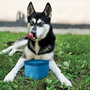 Petsafe Kurgo Zippy Bowl Azul 1,4L