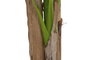 DKD Home Decor Planta Banana Verde 90 x 240 x 90 cm (2 Unidades) Terraza y Jardín
