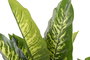 DKD Home Decor Planta Dieffenbachia Verde Negro 75 x 72 x 120 cm (2 Unidades)