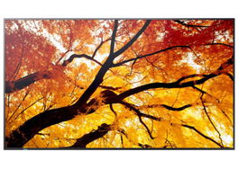 Sharp M982 Panel Plano Interactivo 2,48 m (97.5") LED 4K Ultra HD 550 cd/m² Negro 24/7