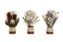 DKD Home Decor Planta de Cerámica con Flor Seca Surtido de 3 Piezas