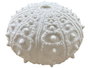 DKD Home Decor Lámpara de Sobremesa Arenisca Erizo Crudo