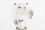 DKD Home Decor Figura Búho en Resina Surtido de 2 Unidades, Blanco y Dorado