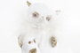 DKD Home Decor Figura Búho en Resina Surtido de 2 Unidades, Blanco y Dorado