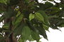 DKD Home Decor Planta Artificial Ficus 2, 70 x 191 x 70 cm, Verde y Marrón, Set de 2 Unidades
