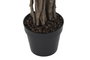 DKD Home Decor Planta Artificial Ficus 2, 70 x 191 x 70 cm, Verde y Marrón, Set de 2 Unidades