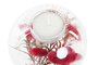 DKD Home Decor Portavelas de Cristal con Flor Seca 10x10x9 cm Surtido de 2