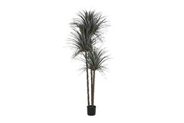 DKD Home Decor Palmera para Terraza y Jardín Verde Beige 90 x 230 x 90 cm (2 Unidades)