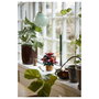 LEGO 10370 Icons Botanicals Flor de Pascua Weihnachtsstern, Juego de Construcción de 608 Piezas para Adultos, Coleccionable, Multicolor