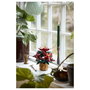 LEGO 10370 Icons Botanicals Flor de Pascua Weihnachtsstern, Juego de Construcción de 608 Piezas para Adultos, Coleccionable, Multicolor