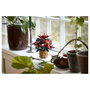 LEGO 10370 Icons Botanicals Flor de Pascua Weihnachtsstern, Juego de Construcción de 608 Piezas para Adultos, Coleccionable, Multicolor