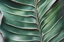DKD Home Decor Cuadro Decorativo Tropical Verde Aluminio MDF 120 x 80 x 3.5 cm (2 Unidades)