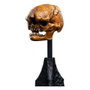 Weta Workshop Estatua Skull of a Misty Mountain Goblin de El Señor de los Anillos