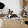 The Concept Factory Alfombra para Mascotas 85x65 cm Suave y Práctica