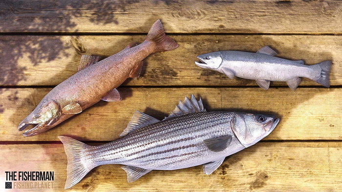 Nacon The Fisherman - Fishing Planet Day One Edition - Videojuego de Simulación de Pesca en Blu-ray para PlayStation 4