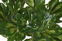 DKD Home Decor Planta Verde 50 x 120 x 50 cm (2 Unidades) Pe