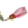 Ixia Rama de Magnolia Rosa Artificial