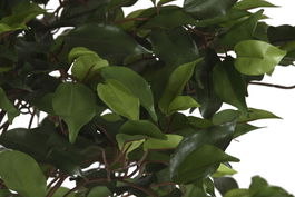 DKD Home Decor Planta Ficus Verde 80 x 80 x 150 cm (2 Unidades)