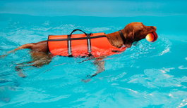 Croci Chaleco salvavidas para perros 45cm