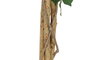 DKD Home Decor Árbol Ficus Verde 50x50x150 cm