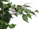 DKD Home Decor Árbol Ficus Verde 50x50x150 cm