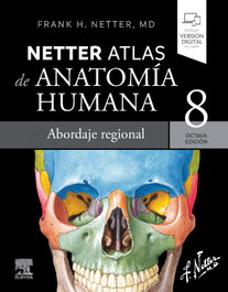 Elsevier Editorial Netter Atlas de Anatomía Humana abordaje regional