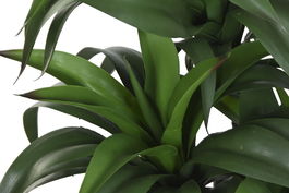 DKD Home Decor Planta Verde Beige 50 x 102 x 50 cm