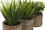 DKD Home Decor Planta de PE y Fibra Surtida Verde y Natural