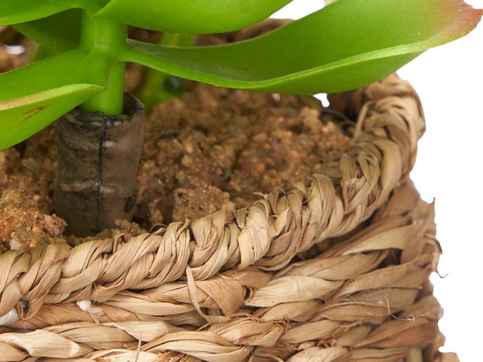 IBERGARDEN Maceta Ovalada Surtidos 14x22x10.5 cm Plástico Madera Verde (Set de 12)