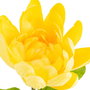 Flor Loto Amarillo Artificial Decoración 32 X 32 X 100 cm (Set de 2)