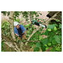Bosch UniversalChainPole 18 Sierra de pértiga telescópica con batería 18V 2.5Ah